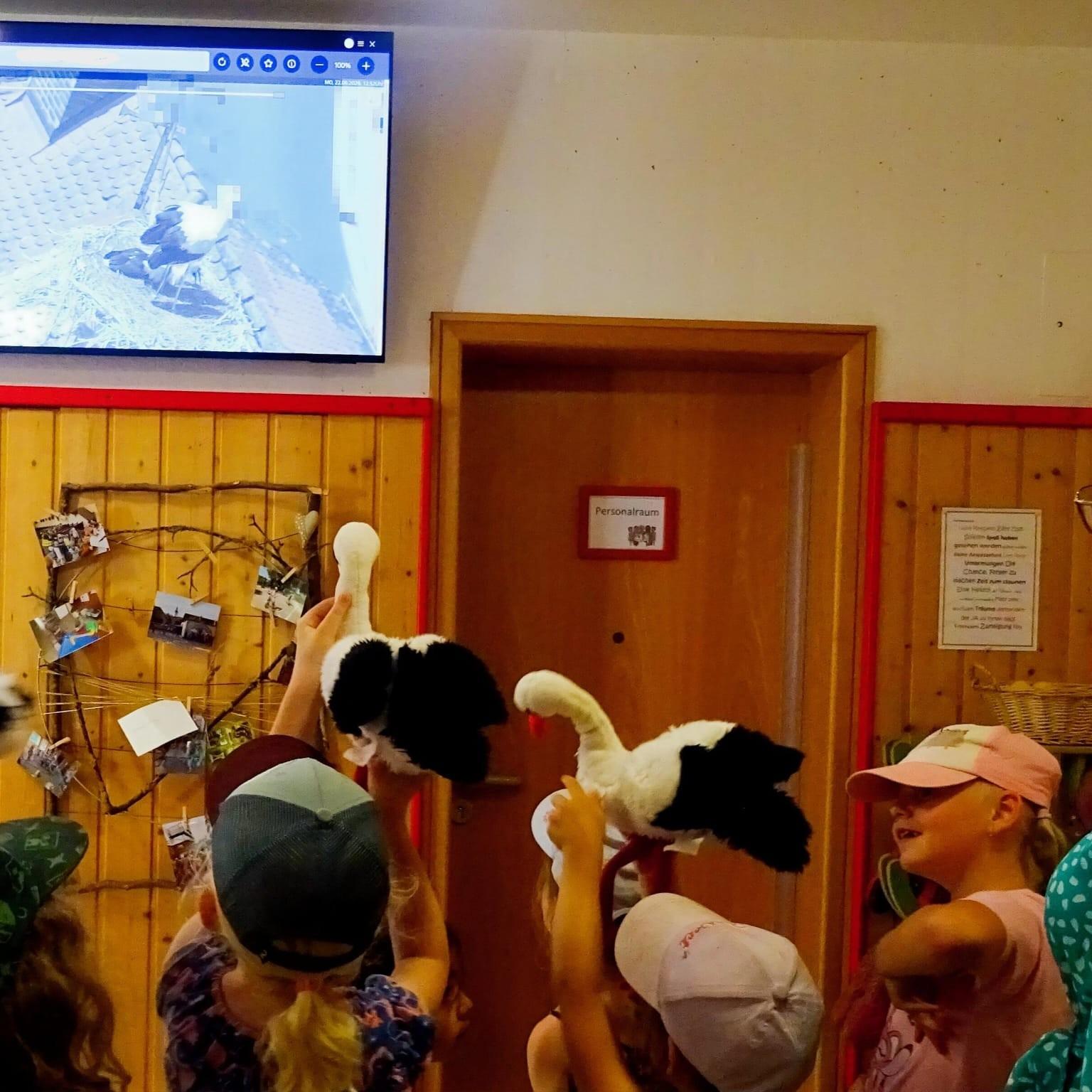 Live Übertragung aus dem Storchennest